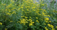 Sinosenecio oldhamianus