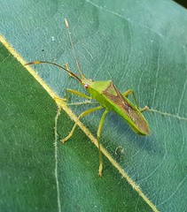 Amblypelta nitida