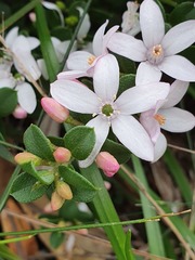 Philotheca buxifolia