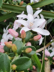 Philotheca buxifolia