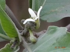 Morinda pubescens