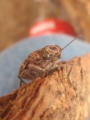 Chalcophora hondurasica