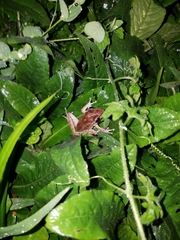 Craugastor crassidigitus