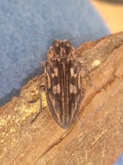 Chalcophora hondurasica