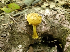 Amanita levistriata