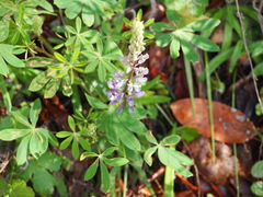 Lupinus nanus