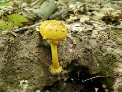 Amanita levistriata