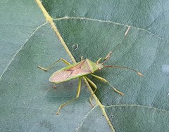 Amblypelta nitida