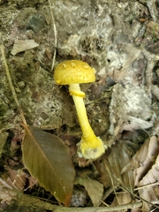 Amanita levistriata