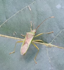 Amblypelta nitida