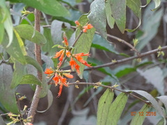 Woodfordia fruticosa