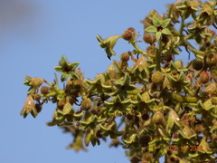 Sterculia urens