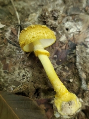 Amanita levistriata