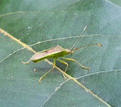 Amblypelta nitida