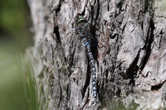 Aeshna canadensis
