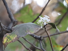 Spermadictyon suaveolens