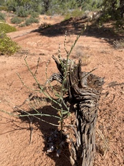Eriogonum zionis