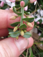 Philotheca buxifolia