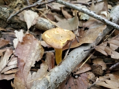 Cantharellus lewisii