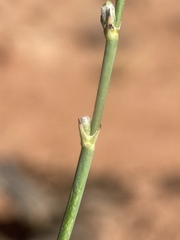 Eriogonum zionis