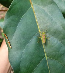 Amblypelta nitida