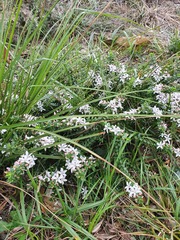 Philotheca buxifolia