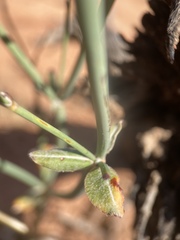Eriogonum zionis