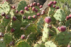 Opuntia stricta