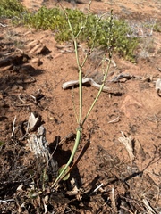 Eriogonum zionis