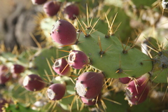 Opuntia stricta
