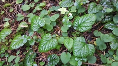 Rubus nivalis