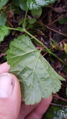 Rubus nivalis