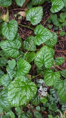 Rubus nivalis