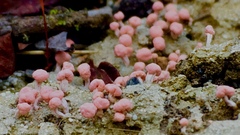 Dibaeis baeomyces image