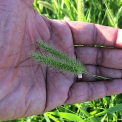 Setaria viridis