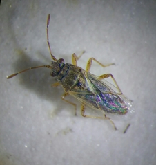 Nysius senecionis