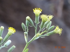 Kleinia grandiflora