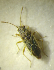 Nysius senecionis