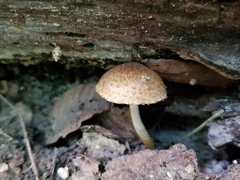 Cystoagaricus