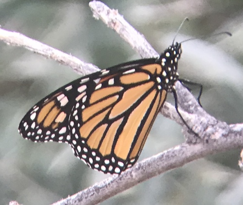 Monarch photographed in Wyoming