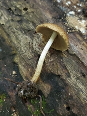 Cystoagaricus