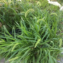 Setaria faberi