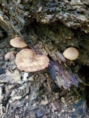 Cystoagaricus