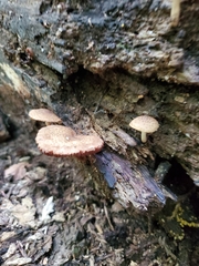 Cystoagaricus