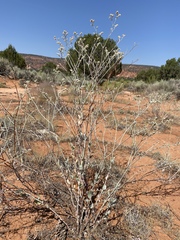 Eriogonum nummulare