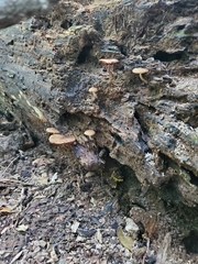 Cystoagaricus