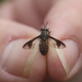 Striated Deer Fly - Photo (c) Don Sutherland, some rights reserved (CC BY-NC), uploaded by Don Sutherland