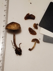Cystoagaricus