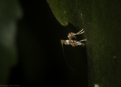 Cyphosticha panconita