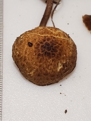 Cystoagaricus